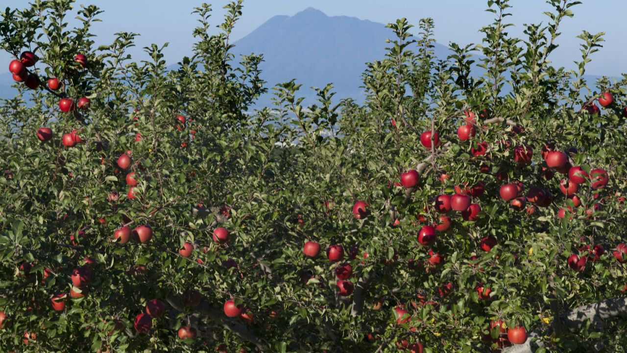 सेब इम्युनिटी बढ़ाने में अहम भूमिका निभाता है। सर्दियों में इसे खाने से शरीर को प्राकृतिक ताकत मिलती है। (Img: Google)