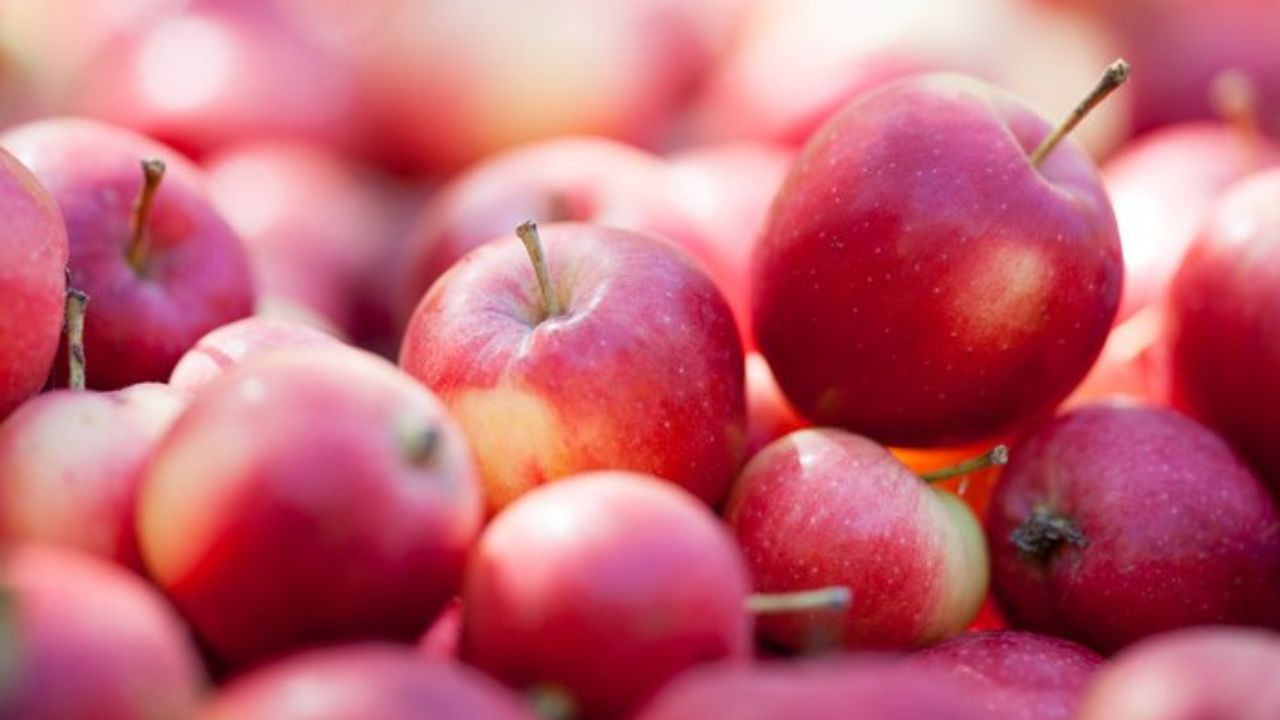 इस सीजन में सेब की कीमत भी तुलनात्मक रूप से कम रहती है। इससे सेहतमंद फल हर किसी की पहुंच में होता है। (Img: Google)