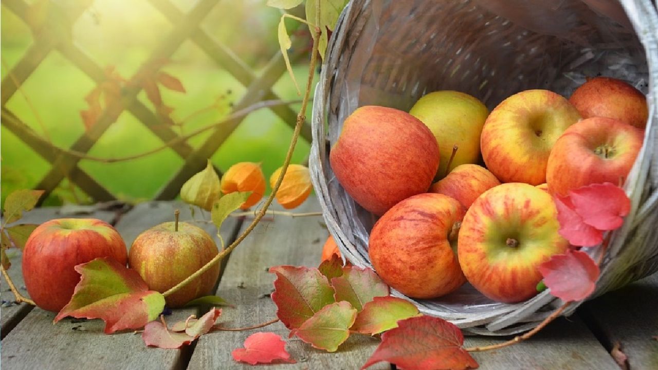 सुबह खाली पेट सेब खाना ज्यादा फायदेमंद माना जाता है। यह दिनभर एनर्जी बनाए रखने में मदद करता है। अगर आप सेहत और स्वाद दोनों चाहते हैं, तो इस मौसम का सेब जरूर अपनी डाइट में शामिल करें। (Img: Google)