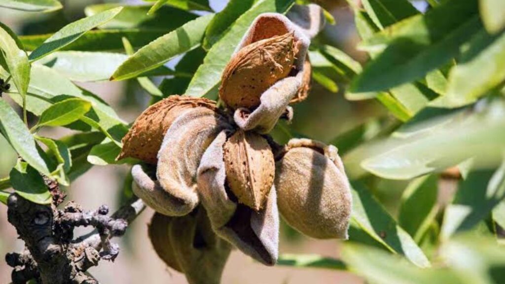 Almond tree (Img: Google)