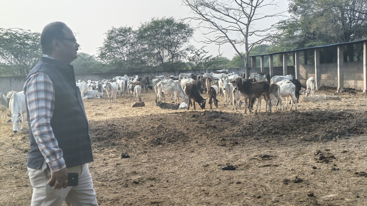Banda: 130 जानवरों की देखभाल में लापरवाही, टीनशेड में कीचड़ और गंदगी देख भड़के सीडीओ