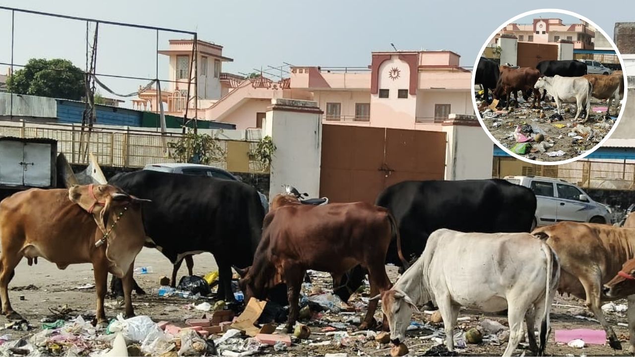 भीलवाड़ा में गौवंश का बुरा हाल: कचरा-प्लास्टिक खाने को मजबूर, प्रशासन मौन