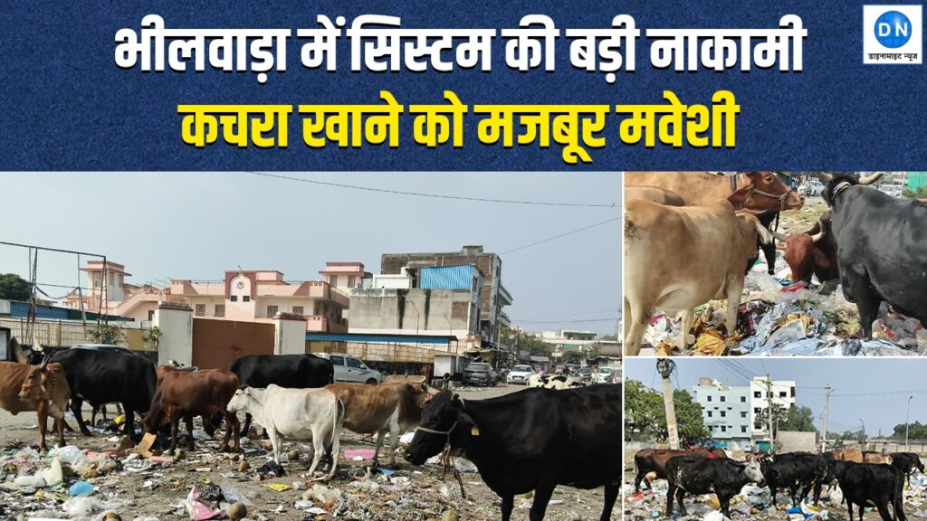 Cattle are eating garbage in Bhilwara