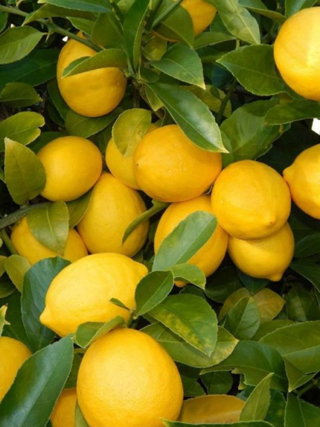 नींबू के छिलके के फायदे: जानें कैसे यह हेल्थ को करेगा बेहतर