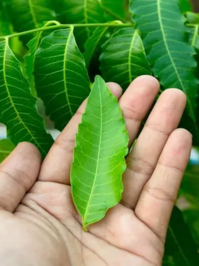 यहां जानें खाली पेट नीम की पत्ती खाने के चौंकाने वाले फायदे