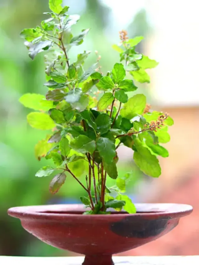 स्त्री या पुरुष- किसे लगााना चाहिए तुलसी का पौधा?