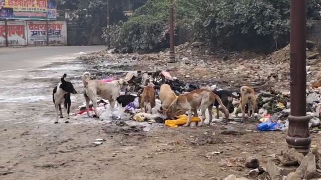 देवरिया में आवारा कुत्तों का कहर: शासन के आदेश हवा में, आम जनता दहशत में