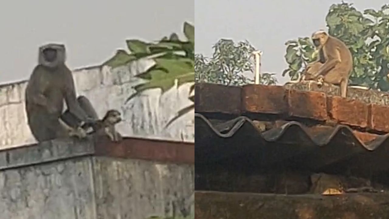 कुत्ते के नवजात बच्चे को पाल रही बंदरिया, अनोखा दृश्य देख लोग बोल- ये तो करिश्मा हो गया