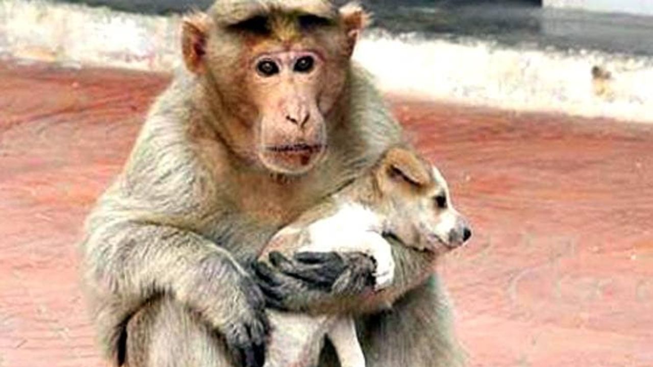 मां-बेटा जैसा रिश्ता: बंदरिया और पिल्ले की अनोखी जोड़ी बनी गोरखपुर की हॉट स्टोरी, पढ़ें दिलचस्प खबर