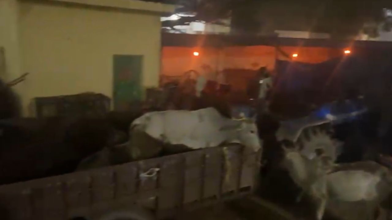 बदायूं में ट्रैक्टर-ट्रालियों में भरे दर्जनों गौवंश पकड़े, कई मृत; हिंदूवादी संगठनों ने किया हंगामा