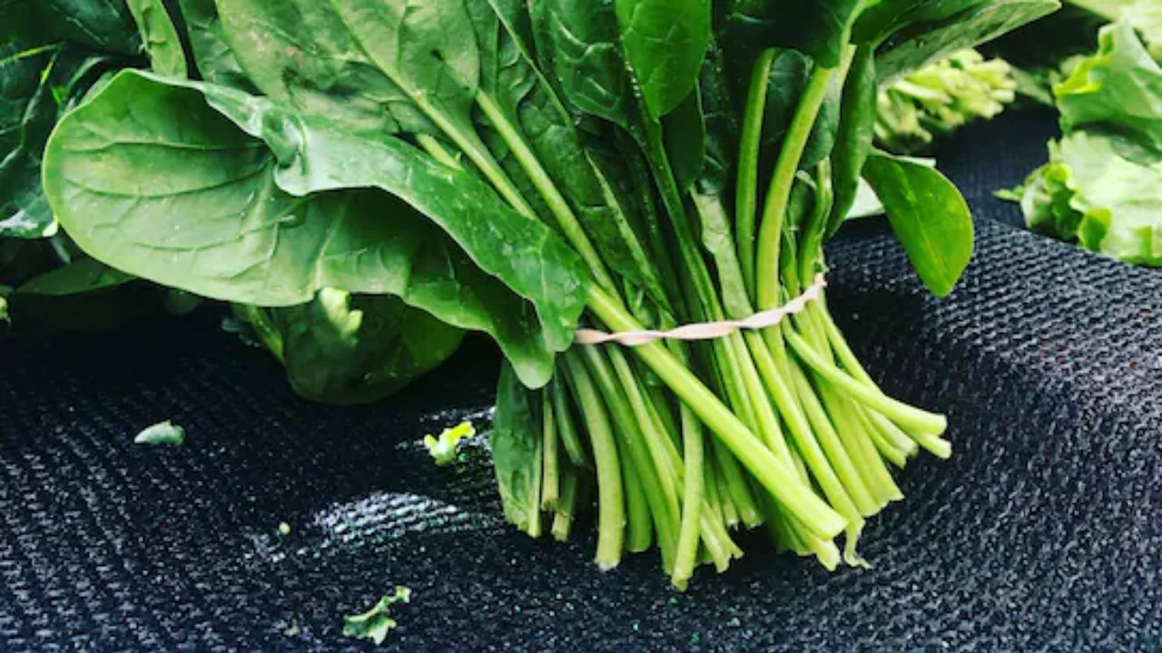 केल, पालक और कोलार्ड ग्रीन्स जैसी पत्तेदार सब्जियां मिनरल्स से भरपूर होती हैं। ये स्ट्रेस के कारण होने वाली कमजोरी से शरीर को बचाती हैं। (img source: google) केल, पालक और कोलार्ड ग्रीन्स जैसी पत्तेदार सब्जियां मिनरल्स से भरपूर होती हैं। ये स्ट्रेस के कारण होने वाली कमजोरी से शरीर को बचाती हैं। (img source: google)