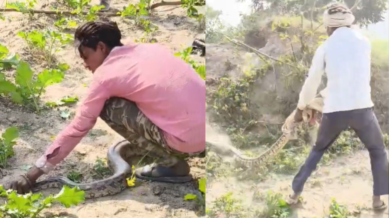 Kannauj: खेत में एक नहीं 3-3 अजगर देखकर दंग रह गए किसान, वन विभाग ने किया रेस्क्यू