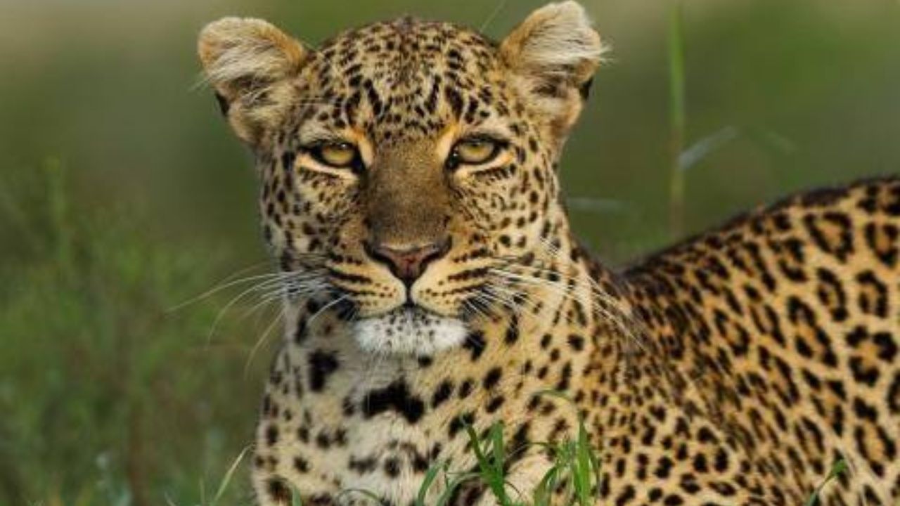 मुंबई में तेंदुए का आतंक: रिहायशी इमारत में घुसा, कई लोग घायल; रेस्क्यू ऑपरेशन जारी