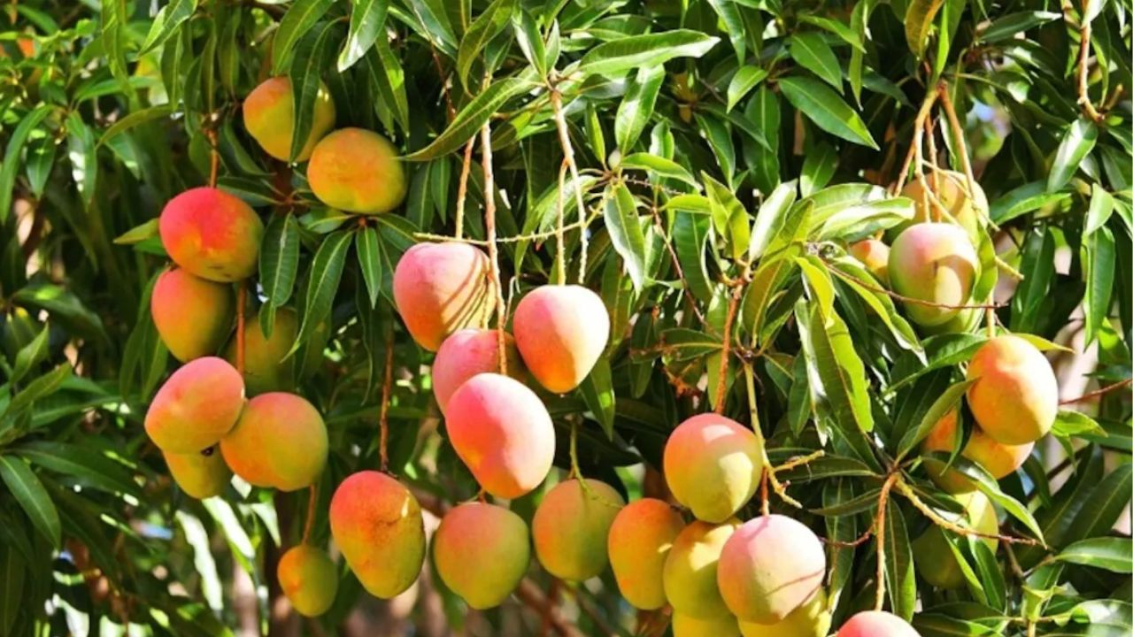 ‘फलों का भगवान’ कहलाता है आम, जानिए इसके फायदे और साइड इफेक्ट्स