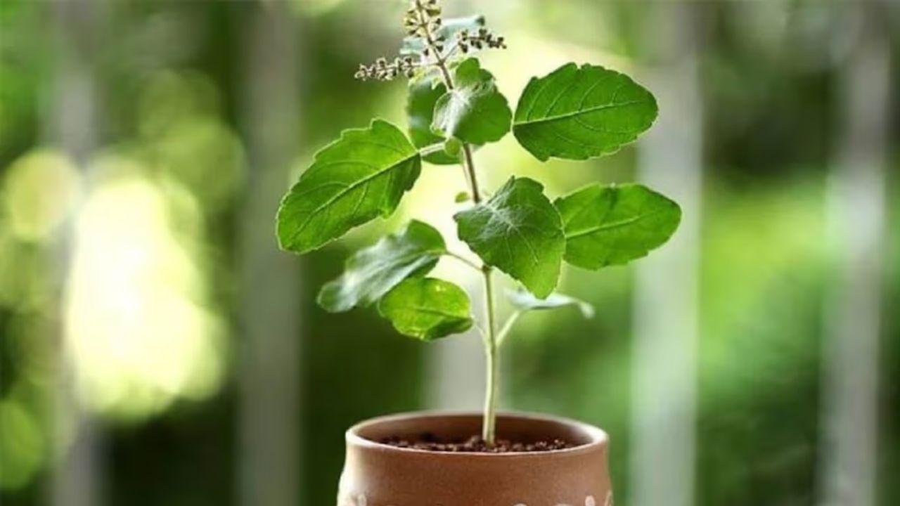 साल की शुरुआत गुरुवार से हो रही है, इसलिए तुलसी का पौधा लगाना शुभ माना जाता है। इससे घर में मां लक्ष्मी का वास होता है और भगवान विष्णु प्रसन्न रहते हैं। यदि घर में पहले से तुलसी का पौधा है, तो जल अर्पित करें और दीप जलाएं। यह उपाय पूरे साल परिवार में सुख-शांति और समृद्धि बनाए रखता है। (फोटो सोर्स- इंटरनेट) साल की शुरुआत गुरुवार से हो रही है, इसलिए तुलसी का पौधा लगाना शुभ माना जाता है। इससे घर में मां लक्ष्मी का वास होता है और भगवान विष्णु प्रसन्न रहते हैं। यदि घर में पहले से तुलसी का पौधा है, तो जल अर्पित करें और दीप जलाएं। यह उपाय पूरे साल परिवार में सुख-शांति और समृद्धि बनाए रखता है। (फोटो सोर्स- इंटरनेट)