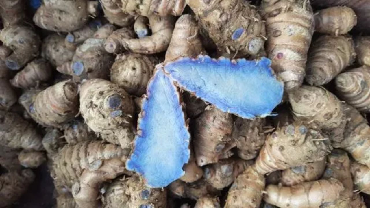 इसे दूध, पानी या चाय में लिया जा सकता है। हालांकि, किसी बीमारी में इसे दवा का विकल्प न मानें और डॉक्टर की सलाह जरूरी है। (Img: Google)