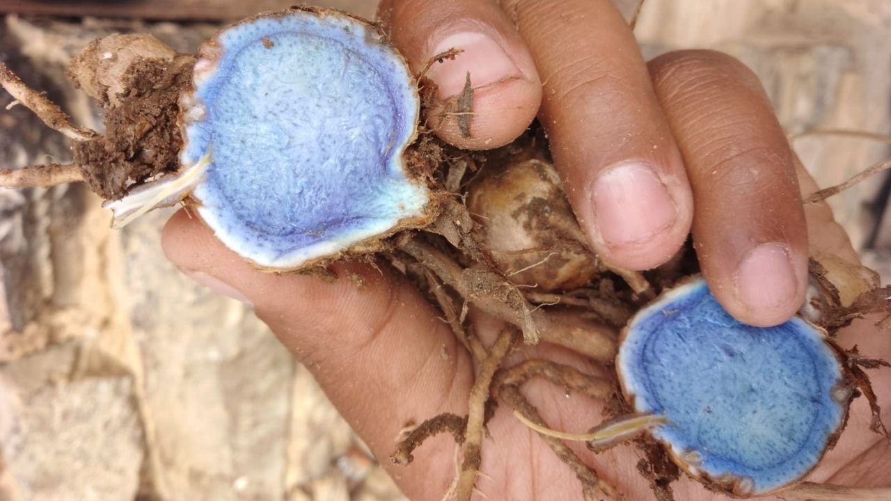 नीली हल्दी में एंटी-ऑक्सीडेंट, एंटी-इंफ्लेमेटरी और एंटी-बैक्टीरियल गुण होते हैं। यह इम्युनिटी बढ़ाने और सूजन कम करने में सहायक मानी जाती है। (Img: Google)