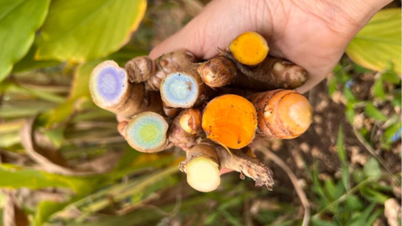 यह वायनाड, उत्तर-पूर्वी भारत और मध्य प्रदेश के कुछ इलाकों में उगती है। दुर्लभ होने के कारण यह महंगी भी होती है। (Img: Google)
