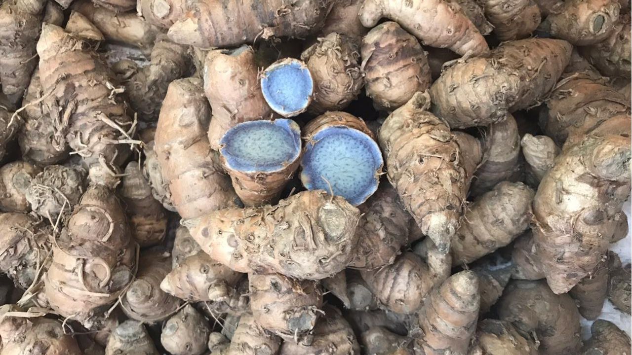 नीली हल्दी को काली हल्दी या Curcuma caesia भी कहा जाता है। यह बाहर से भूरी और अंदर से नीली-बैंगनी होती है तथा सामान्य हल्दी से अधिक शक्तिशाली मानी जाती है। (Img: Google)