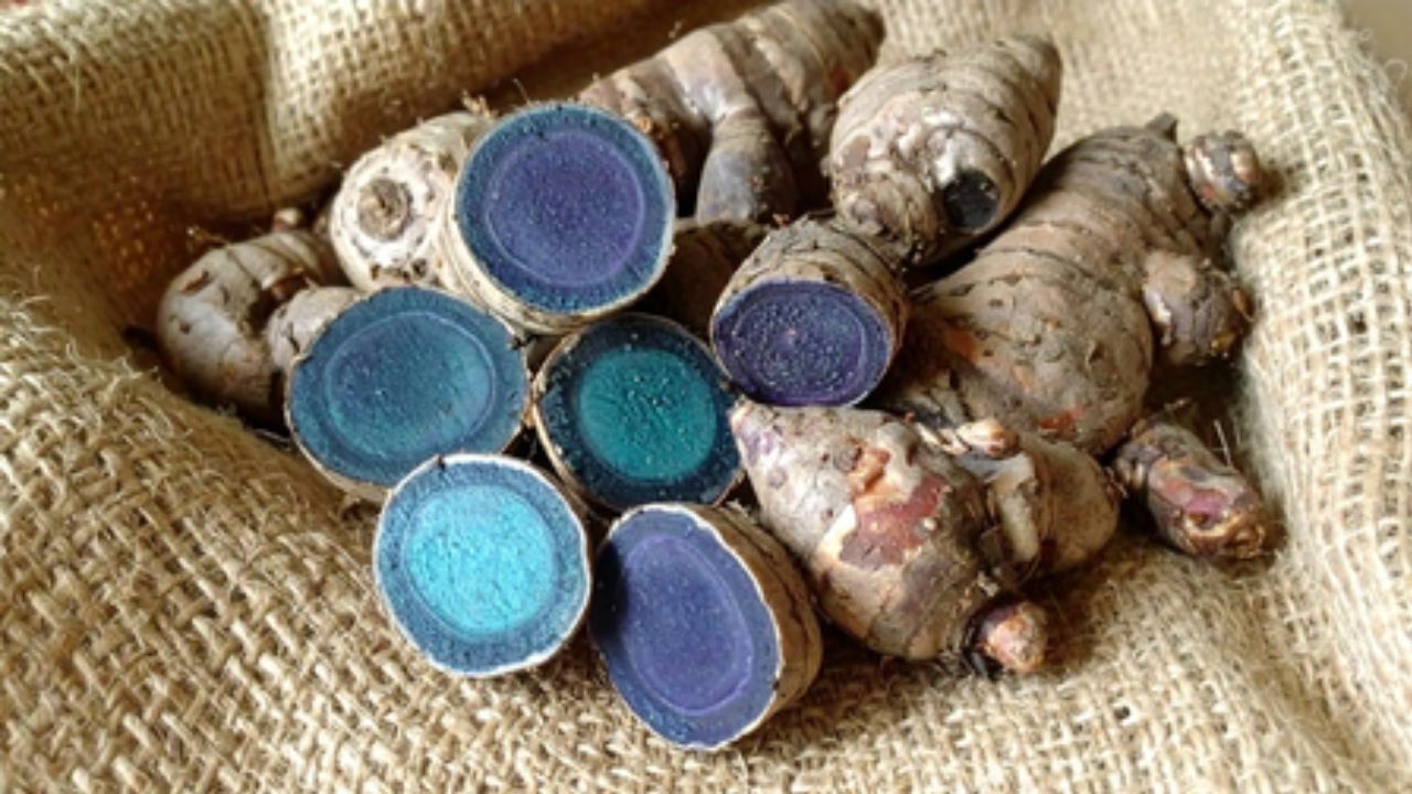 Blue Turmeric: प्रियंका गांधी की थाली का राज़, जानिए नीली हल्दी के चौंकाने वाले फायदे
