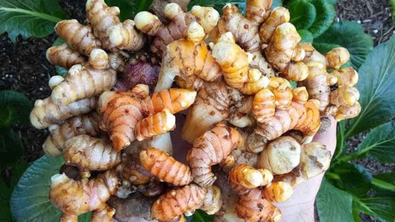 प्रियंका गांधी के अनुसार, नीली हल्दी प्रदूषण से बचाव, गले की खराश और एलर्जी में राहत देती है। वह इसे रोज़ अपनी दिनचर्या में शामिल करती हैं। (Img: Google)