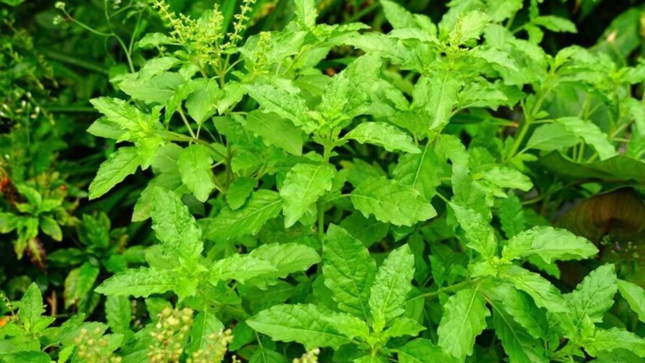 तुलसी को मां लक्ष्मी का स्वरूप माना जाता है। गरुड़ पुराण में कहा गया है कि जहां नियमित तुलसी पूजा होती है वहां दरिद्रता टिकती नहीं। तुलसी घर में सकारात्मक ऊर्जा बढ़ाती है। तुलसी की परिक्रमा करने से आर्थिक बाधाएं दूर होती हैं और मानसिक शांति मिलती है। इसे पूजा और ध्यान का केन्द्र बनाने से सुख-समृद्धि आती है। (फोटो सोर्स- इंटरनेट)