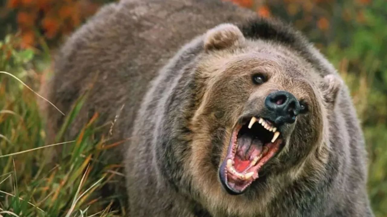 केदारघाटी में जंगली भालू का आतंक, 55 वर्षीय व्यक्ति पर किया हमला; पूरे इलाके में खौफ