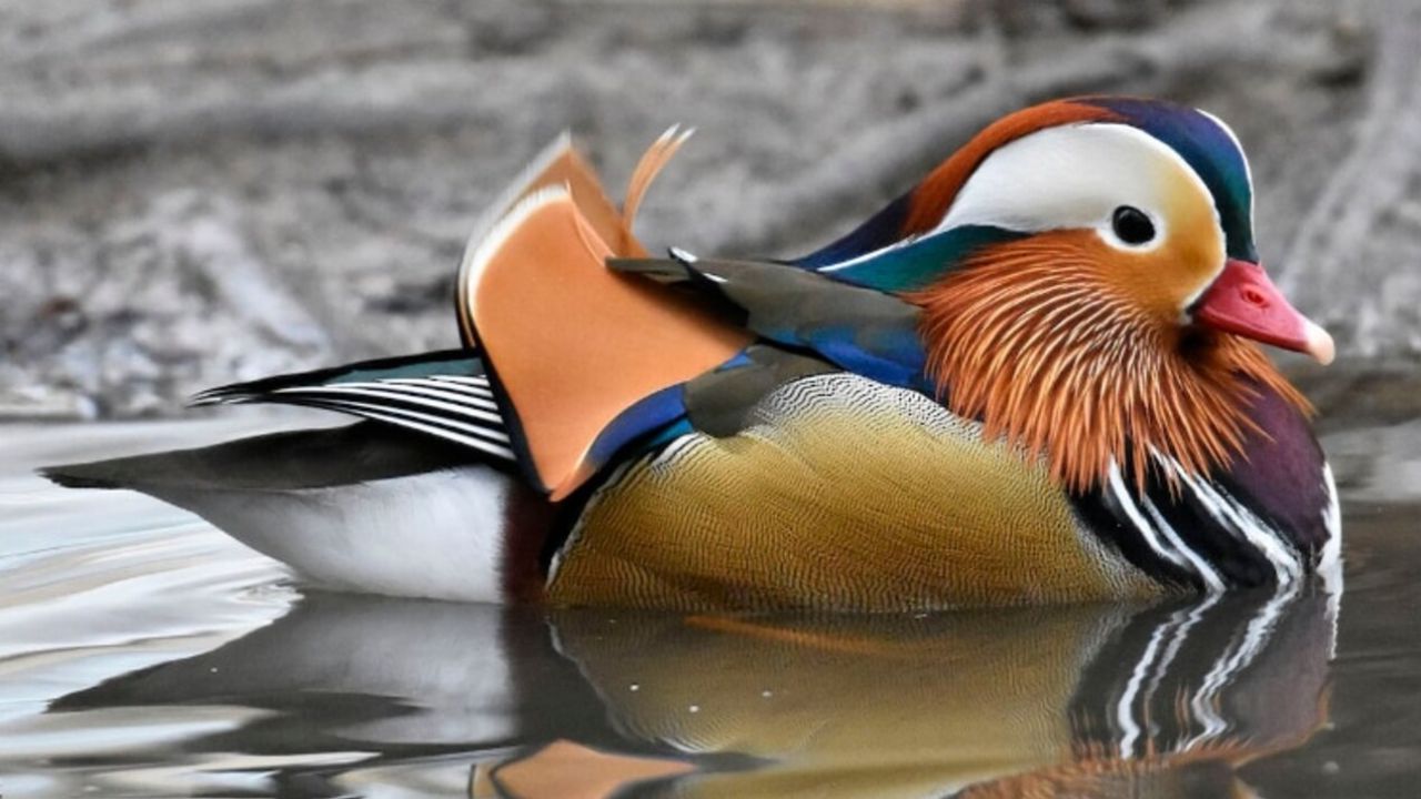 पक्षी प्रेमियों के लिए खुशखबरी, रामनगर में सुर्खाब पक्षियों की संख्या बढ़ी, कोसी बैराज में एशियन वाटरबर्ड सेंसस 2026 सफल