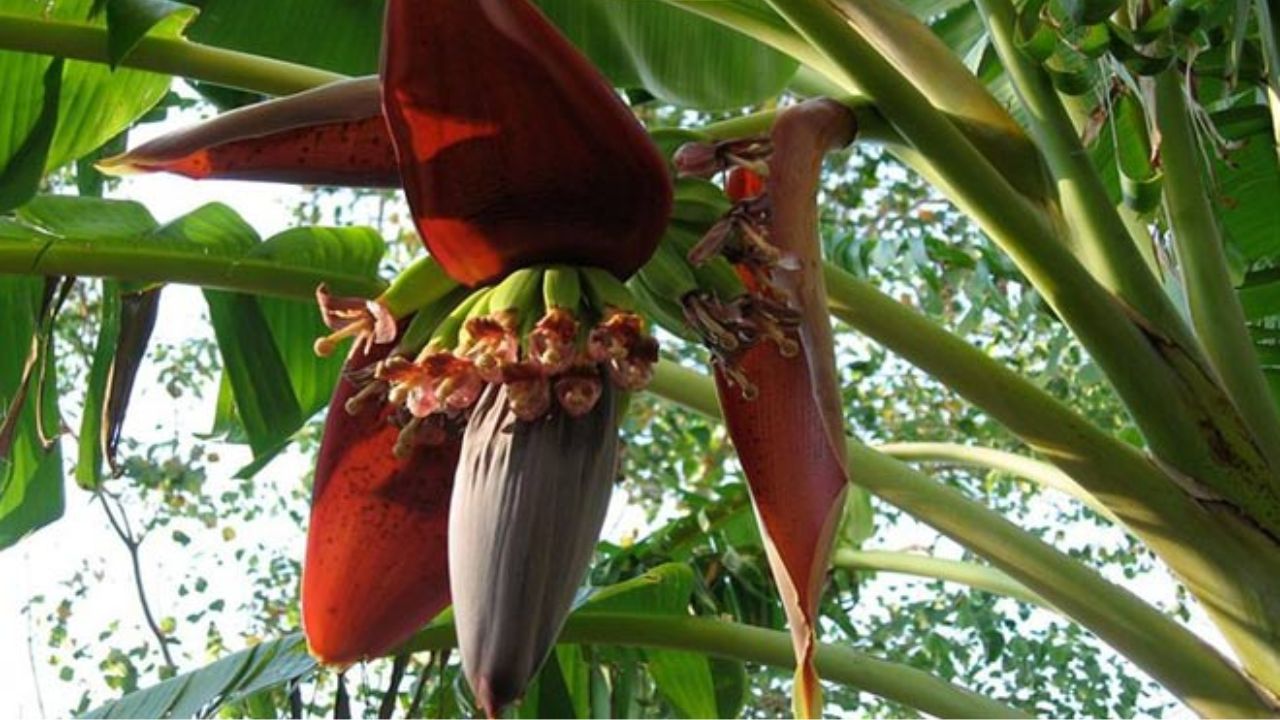 केले के फूल से साउथ इंडिया में कई पारंपरिक डिशेज बनाई जाती हैं। सब्जी, वड़ा, पकोड़े और नारियल वाले व्यंजन इसका बेहतरीन उदाहरण हैं। (Img Source: Google) केले के फूल से साउथ इंडिया में कई पारंपरिक डिशेज बनाई जाती हैं। सब्जी, वड़ा, पकोड़े और नारियल वाले व्यंजन इसका बेहतरीन उदाहरण हैं। (Img Source: Google)