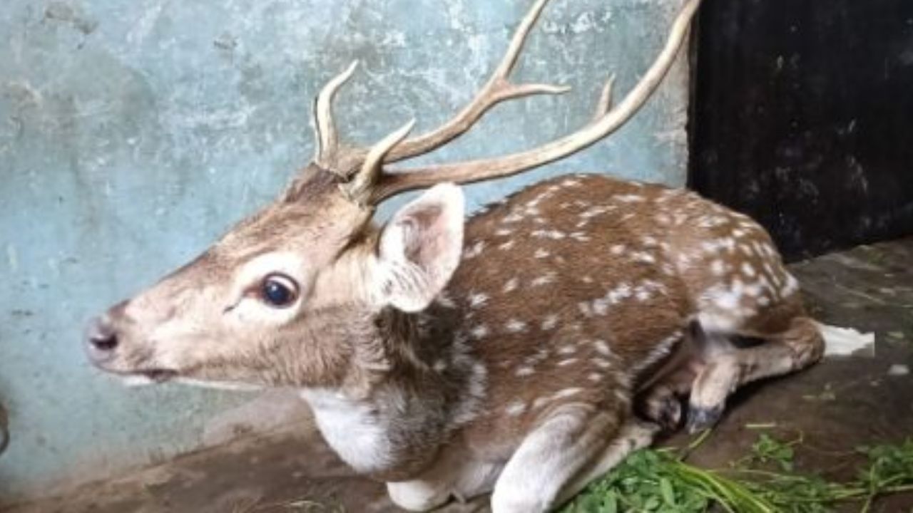 रायबरेली में कुत्तों के हमले से बारहसिंघा हिरन घायल, गांव वालों ने किया रेस्क्यू