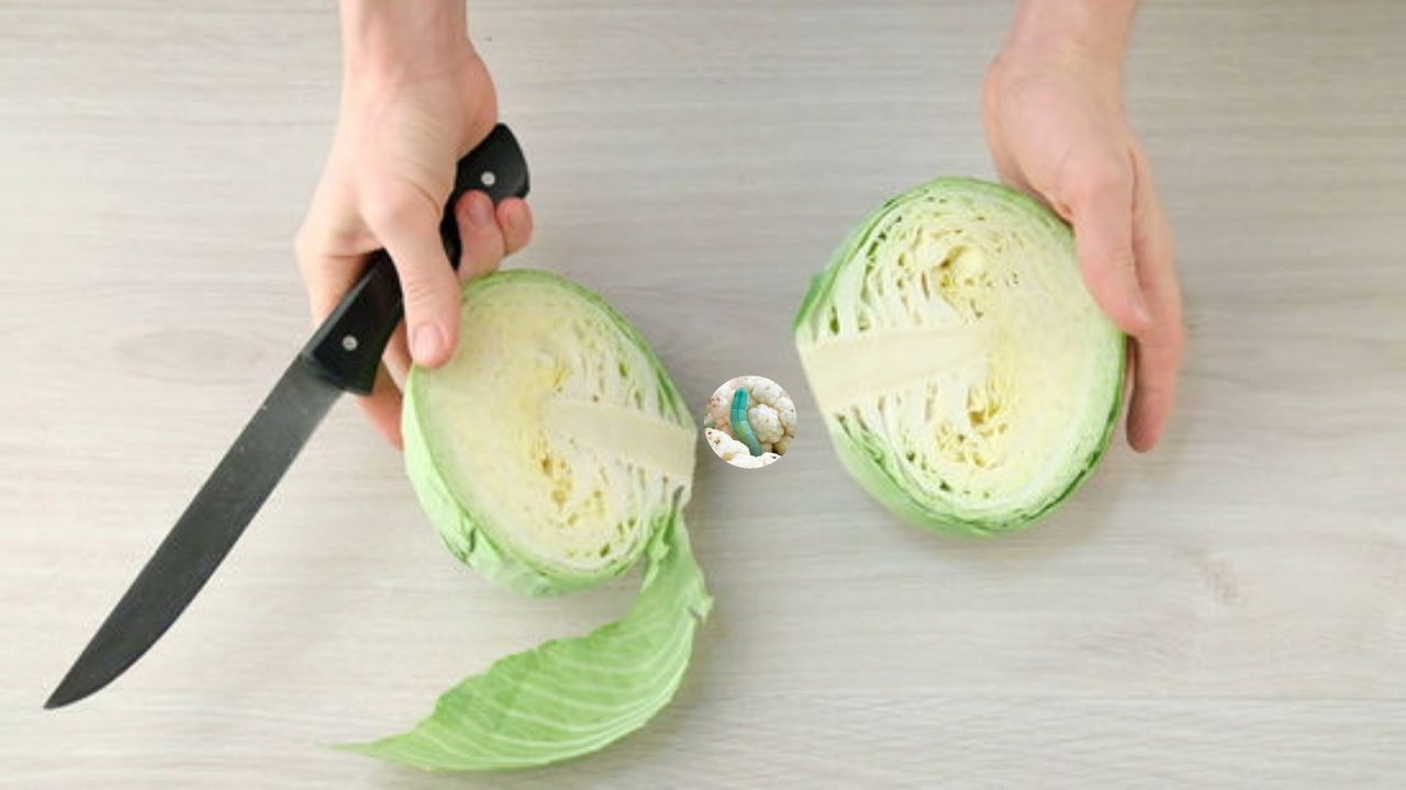 पत्ता गोभी को सीधे पकाने की गलती न करें। हमेशा छोटे-छोटे टुकड़ों में काटें। ऐसा करने से अंदर छिपे कीड़े बाहर आने का रास्ता पा सकते हैं। पूरी गोभी को एक साथ धोने से कीड़े अंदर ही रह जाते हैं और खाने में चले जाते हैं। यह शुरुआती सावधानी बेहद जरूरी है।(फोटो सोर्स- इंटरनेट)