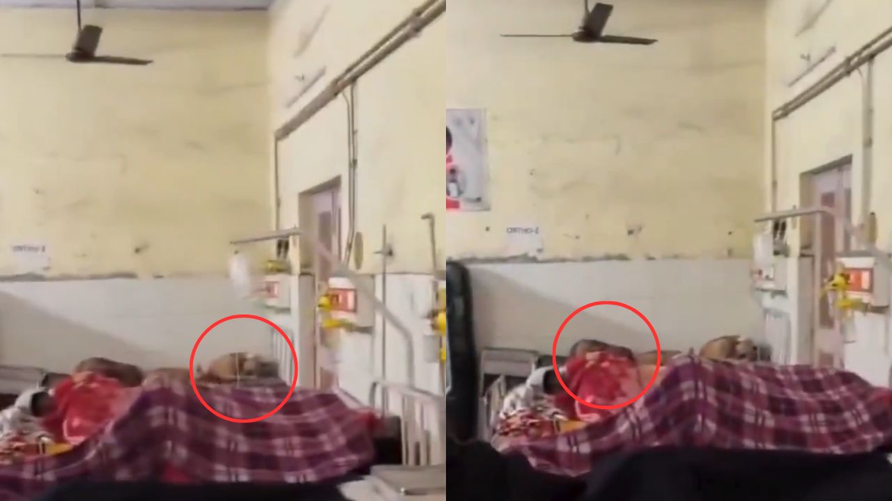 अस्पताल में मरीजों के बीच घूमते कुत्ते, खाली बेड पर लेटे दिखे; VIRAL VIDEO ने खोली स्वास्थ्य व्यवस्था की पोल