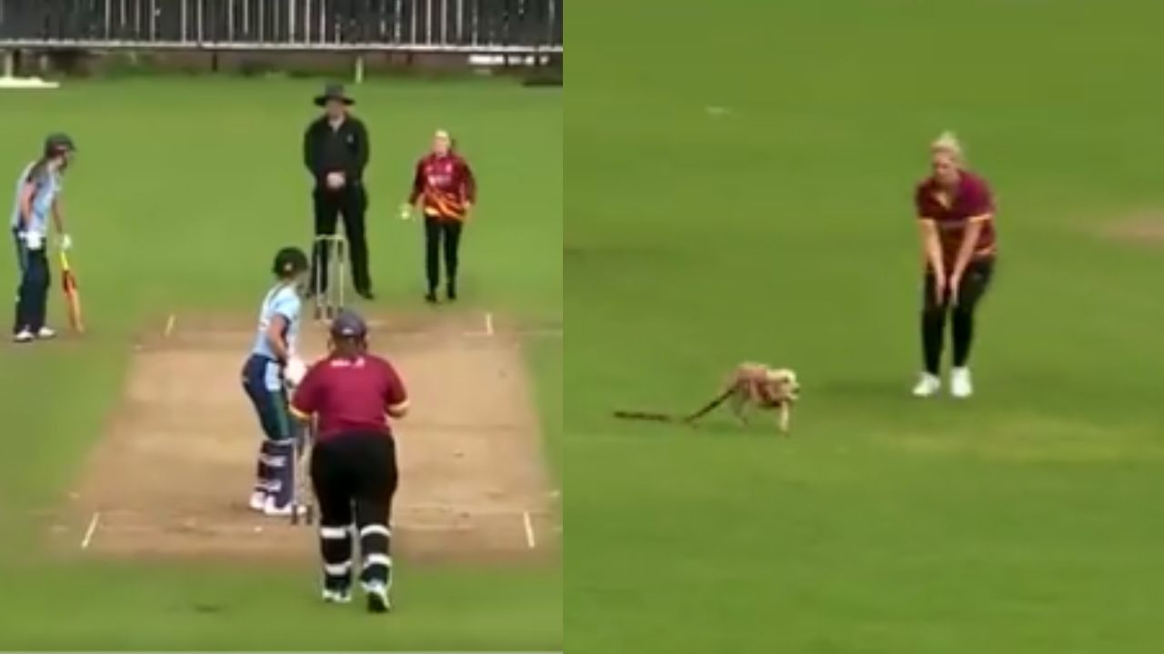 महिला क्रिकेट मैच में डॉगी की एंट्री, बॉल लेकर भागा तो फील्डर भी रह गए हैरान; देखिए Viral Video