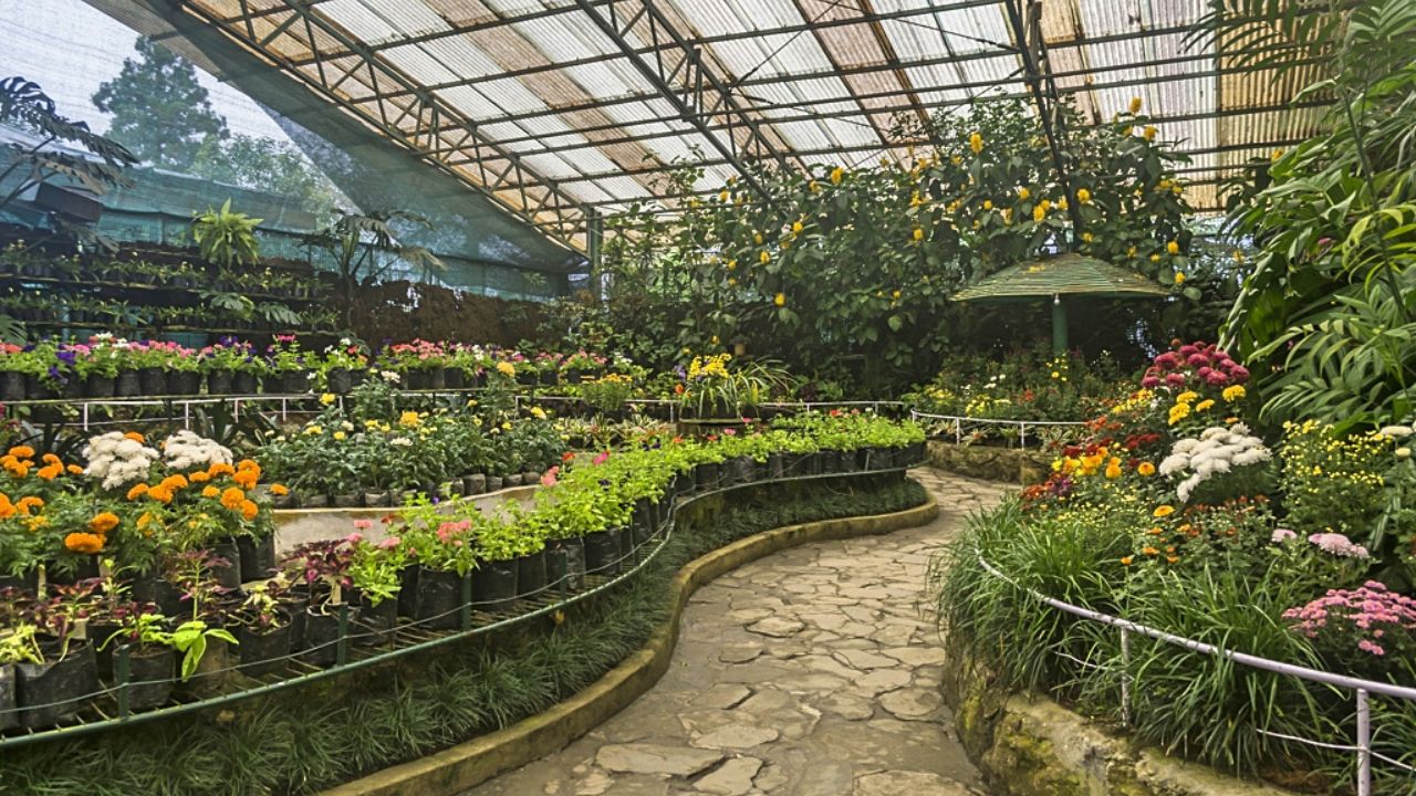गंगटोक का Flower Exhibition Centre सिक्किम के प्रसिद्ध ऑर्किड्स और मौसमी फूलों के लिए जाना जाता है। खासकर बसंत ऋतु में यह जगह रंगों से भर जाती है और नेचर लवर्स के लिए किसी जन्नत से कम नहीं होती। (Img Source: Google)