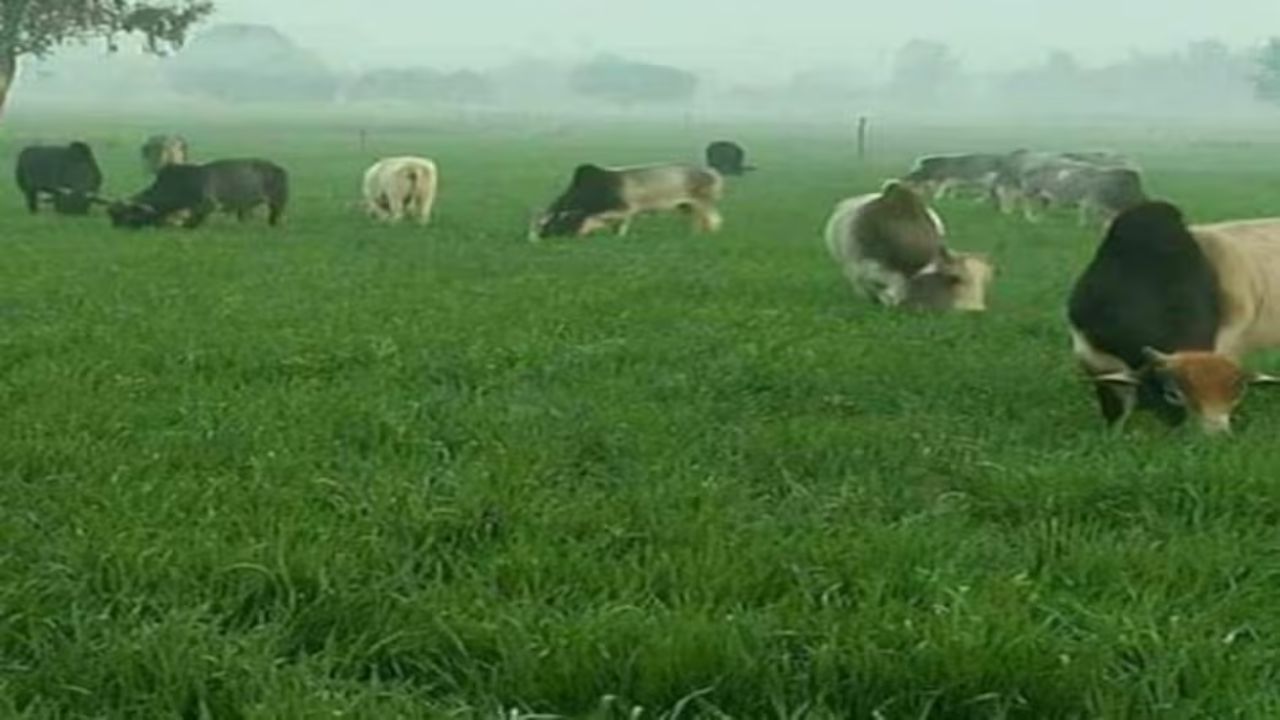 गोरखपुर में आवारा पशुओं का आतंक, कड़ाके की ठंड में रात भर जागने को मजबूर किसान