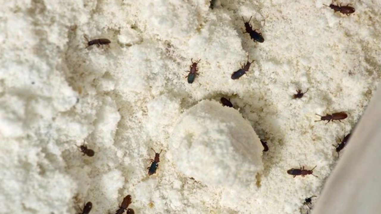 नीम की पत्तियां, लौंग, दालचीनी और तेजपत्ता जैसे मसाले आटे को प्राकृतिक रूप से सुरक्षित रखते हैं। ये कीड़ों को दूर रखते हैं और आटे को ताजगी बनाए रखते हैं। (फोटो सोर्स- इंटरनेट) नीम की पत्तियां, लौंग, दालचीनी और तेजपत्ता जैसे मसाले आटे को प्राकृतिक रूप से सुरक्षित रखते हैं। ये कीड़ों को दूर रखते हैं और आटे को ताजगी बनाए रखते हैं। (फोटो सोर्स- इंटरनेट)