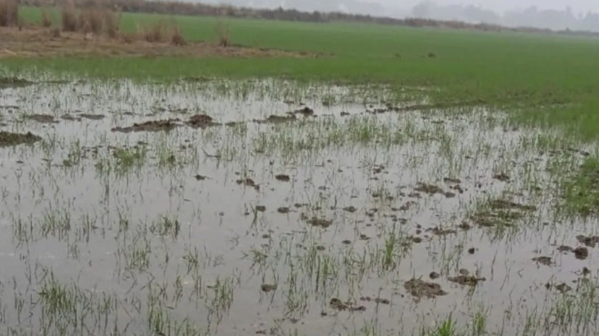 Gorakhpur News: गोरखपुर में किसानों पर आफत, अचानक बदले हालात ने बढ़ाई मुश्किलें