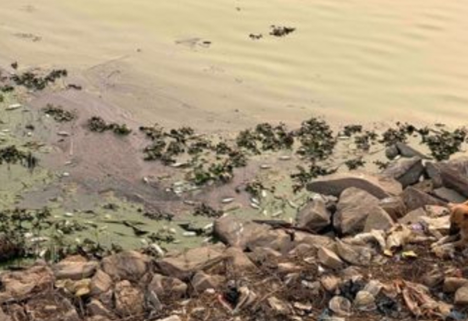 Gorakhpur: रामगढ़ताल में मर रही सैकड़ों मछलियां, बदबू से परेशान लोग