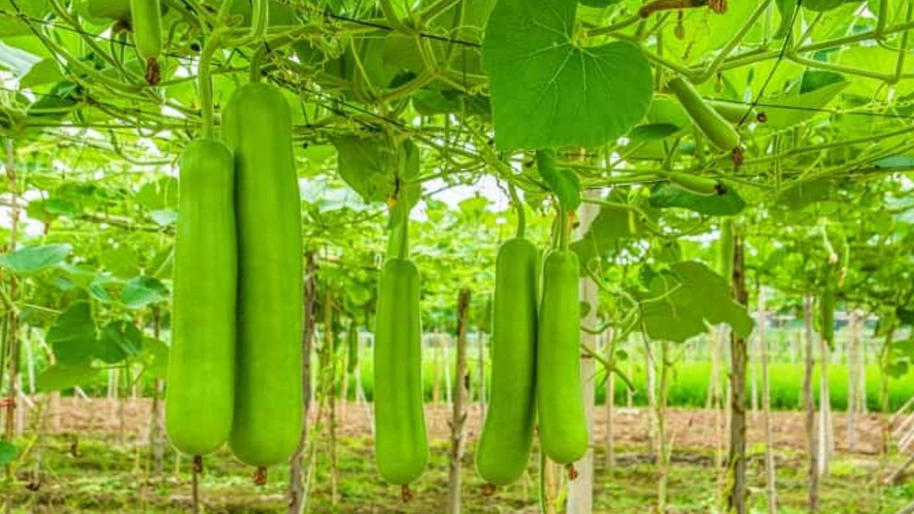 यह साधारण सब्जी क्यों है डाइट और डिटॉक्स के लिए सुपरफूड, जानिए कारण