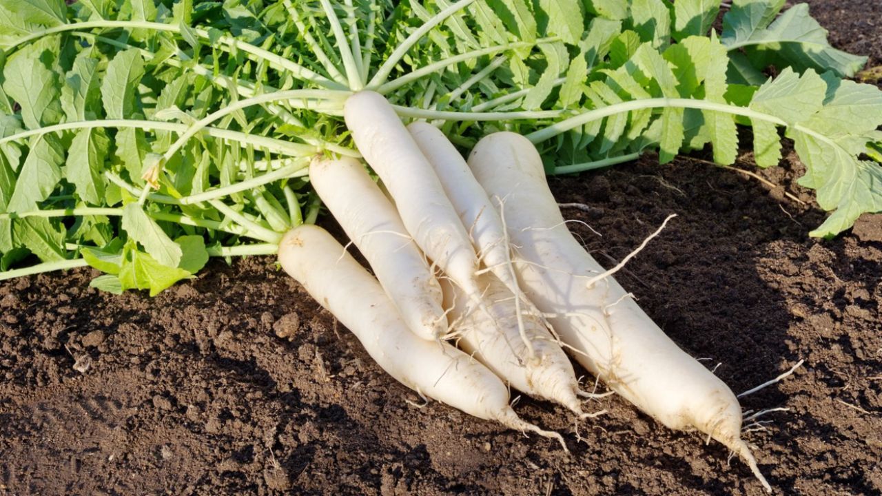 कच्ची मूली खाने का सही तरीका