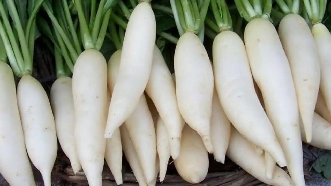 फाइबर से भरपूर है मूली