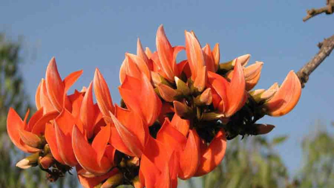 पलाश के फूल औषधीय गुणों से भरपूर माने जाते हैं। इनसे शरबत, सब्जी और हर्बल चाय बनाई जाती है, जो पाचन सुधारने और शरीर को ठंडक देने में मदद करती है। (Img Source: Google) पलाश के फूल औषधीय गुणों से भरपूर माने जाते हैं। इनसे शरबत, सब्जी और हर्बल चाय बनाई जाती है, जो पाचन सुधारने और शरीर को ठंडक देने में मदद करती है। (Img Source: Google)