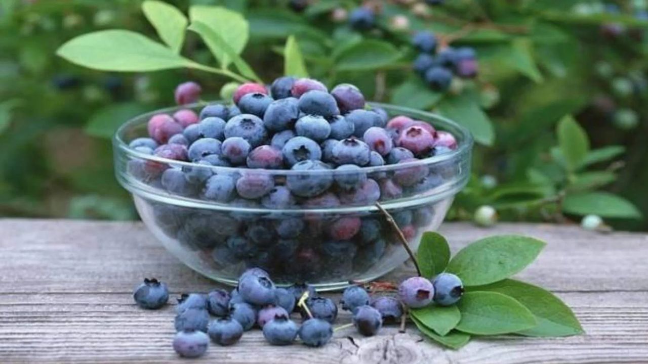 ब्लूबेरी में प्राकृतिक रूप से विटामिन बी12 नहीं होता, लेकिन इसमें भरपूर मात्रा में विटामिन सी पाया जाता है, जो शरीर में बी12 के अवशोषण को बढ़ाता है। इसके एंटीऑक्सीडेंट गुण रोगों से लड़ने में मदद करते हैं और सर्दियों में शरीर को संक्रमण से बचाते हैं।(फोटो सोर्स- इंटरनेट) ब्लूबेरी में प्राकृतिक रूप से विटामिन बी12 नहीं होता, लेकिन इसमें भरपूर मात्रा में विटामिन सी पाया जाता है, जो शरीर में बी12 के अवशोषण को बढ़ाता है। इसके एंटीऑक्सीडेंट गुण रोगों से लड़ने में मदद करते हैं और सर्दियों में शरीर को संक्रमण से बचाते हैं।(फोटो सोर्स- इंटरनेट)