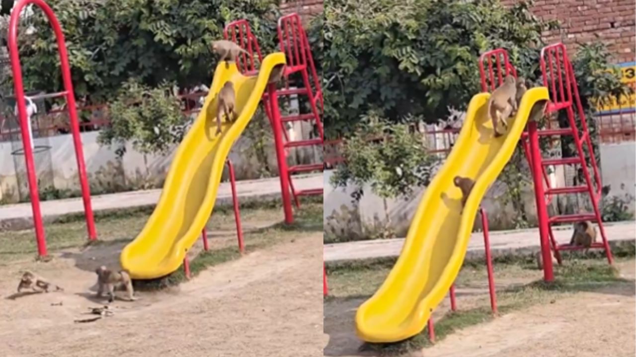 Viral Video: पार्क के झूले पर बंदर के बच्चे लेते दिखे जिंदगी का मजा, वीडियो देख लोग हुए हैरान