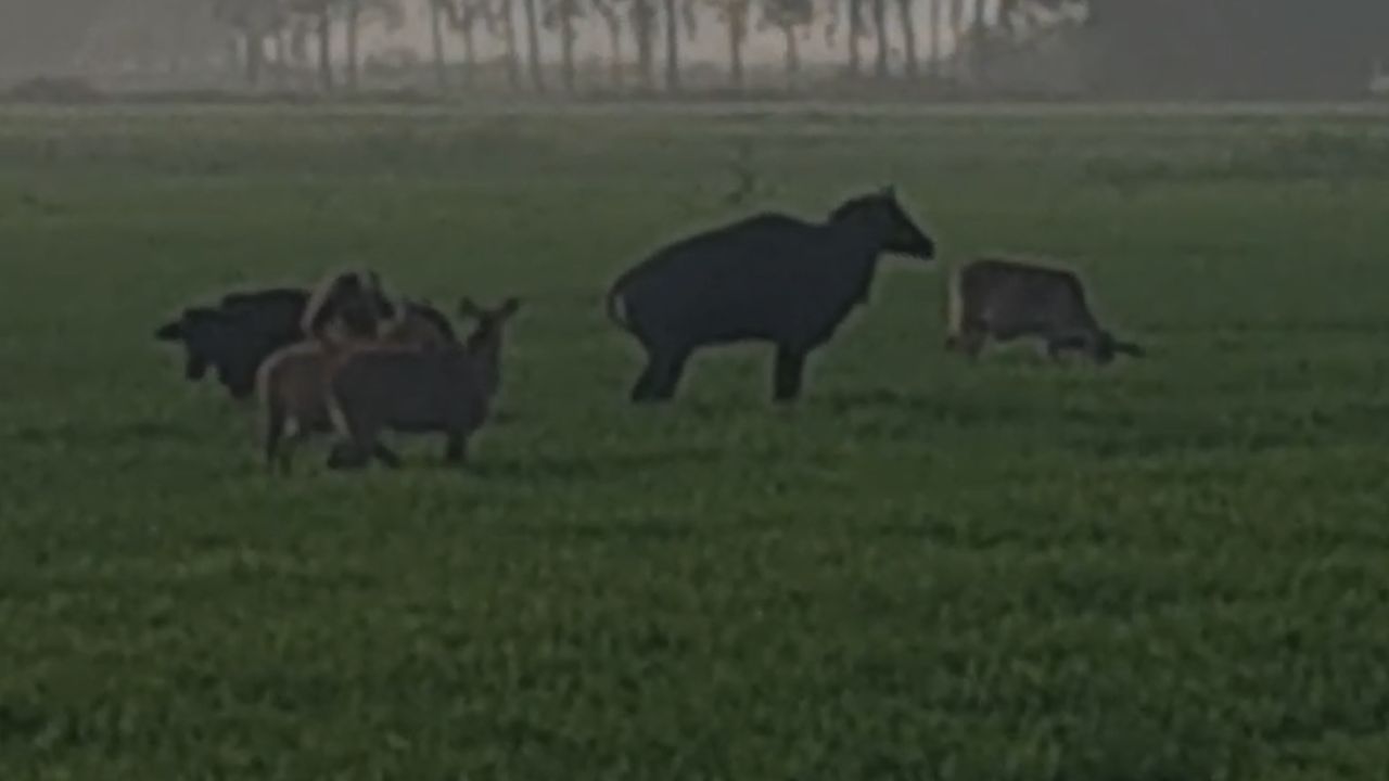 Deoria News: देवरिया में आवारा पशुओं और नीलगायों का आतंक, किसान बेहाल