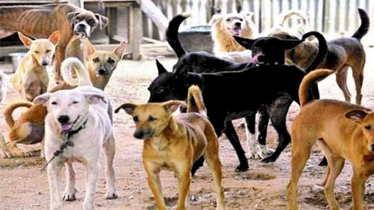 नैनीताल में आवारा कुत्तों का आतंक: चंद महीनों में 12 हजार से ज्यादा लोगों को बनाया शिकार, सुप्रीम कोर्ट की हिदायतें बेअसर