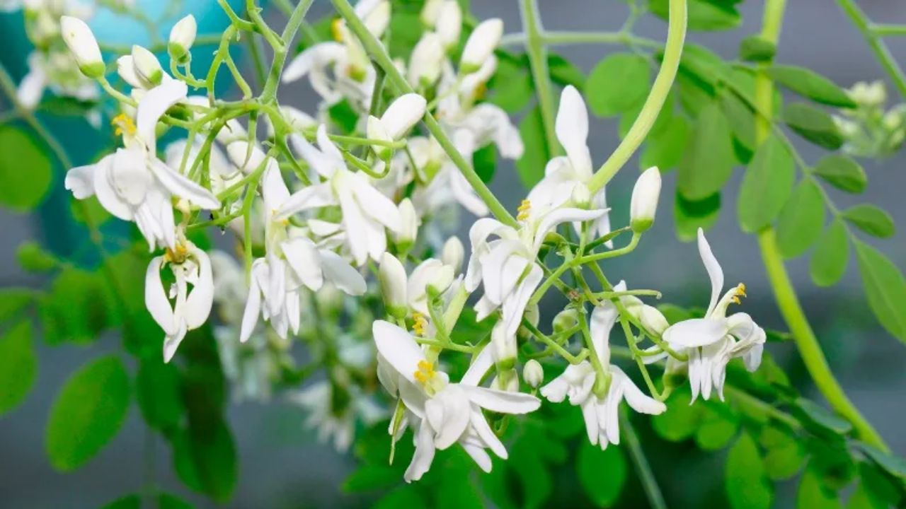 सहजन यानी मोरिंगा के फूलों का इस्तेमाल कम लोग जानते हैं। जबकि इससे चटनी, सलाद और चाय जैसी हेल्दी रेसिपी बनाई जा सकती हैं। (Img Source: Google) सहजन यानी मोरिंगा के फूलों का इस्तेमाल कम लोग जानते हैं। जबकि इससे चटनी, सलाद और चाय जैसी हेल्दी रेसिपी बनाई जा सकती हैं। (Img Source: Google)