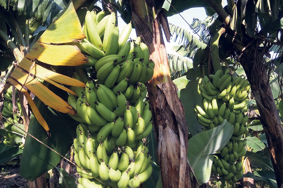 भारत-नेपाल सीमा पर बड़ी कार्रवाई, केला तस्करी में लदी 9 ट्रैक्टर-ट्रॉली बरामद, 4 तस्कर गिरफ्तार