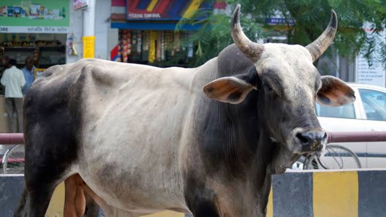 आग में लिपटा बेजुबान, तमाशबीन बनी इंसानियत; पढ़ें पाली में हैवानियत की खौफनाक कहानी