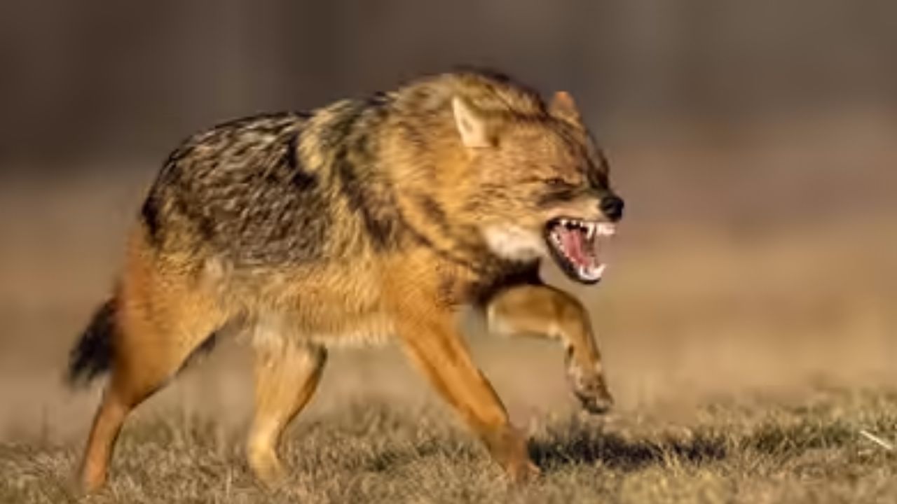 सोनभद्र में सियार का आतंक, अभी तक 25 से ज्यादा लोग घायल, कई गांवों में खौफनाक मंजर